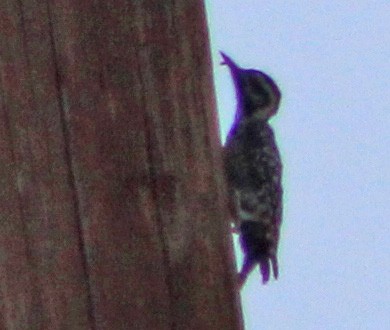 Ladder-backed Woodpecker - ML638174100
