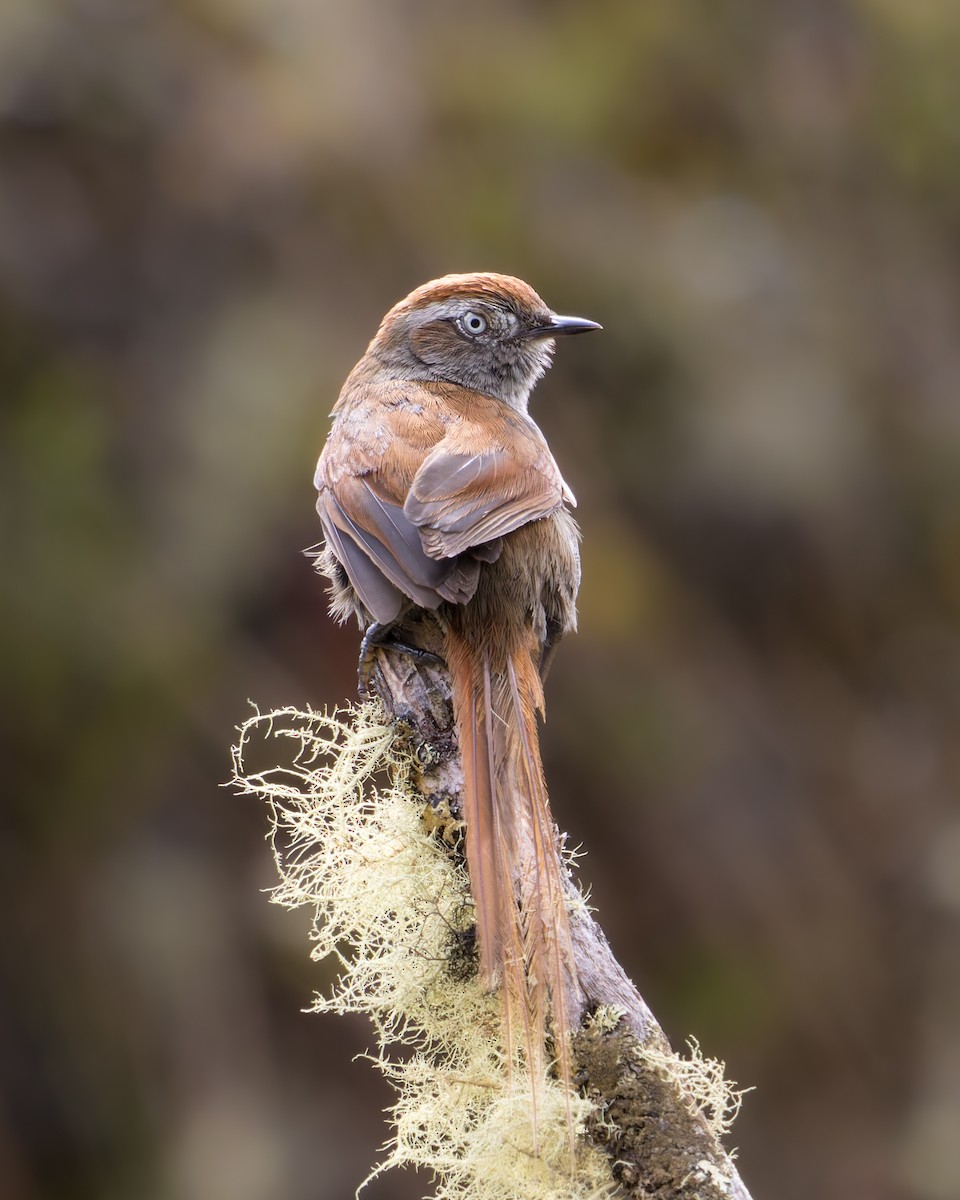 White-chinned Thistletail - ML638174101