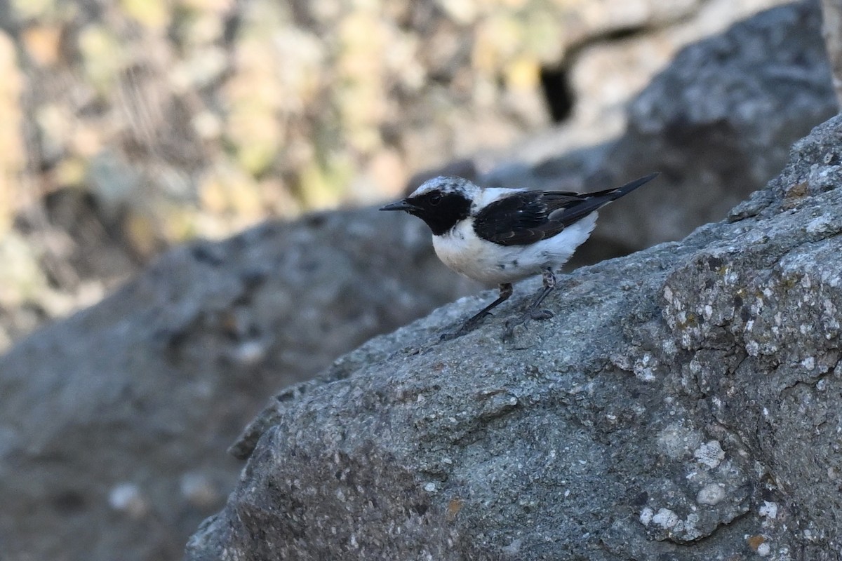 Eastern Black-eared Wheatear - ML638174105