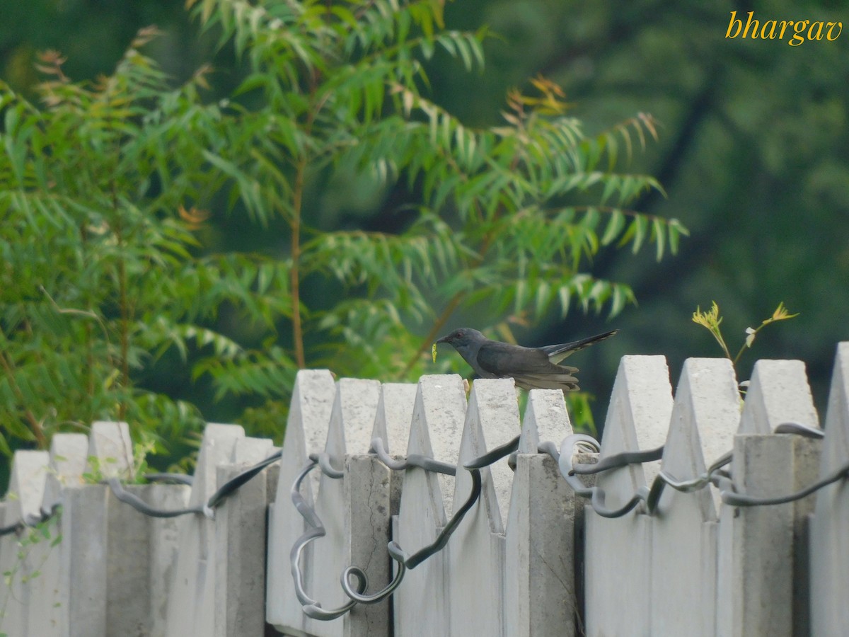 Gray-bellied Cuckoo - ML638174112