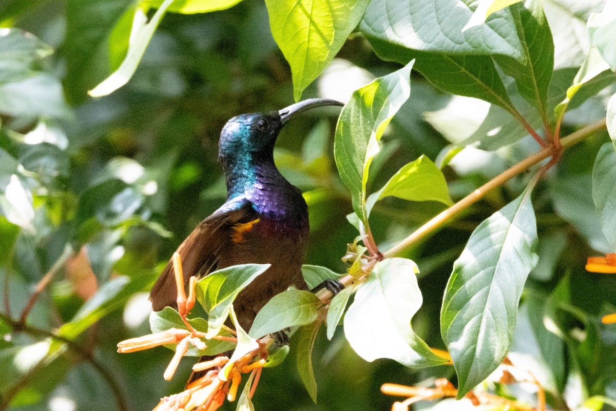 Loten's Sunbird - ML638174133