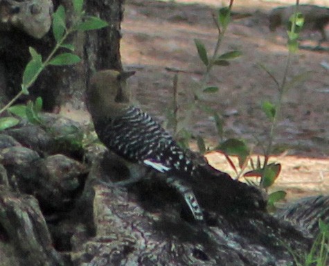 Gila Woodpecker - ML638174147