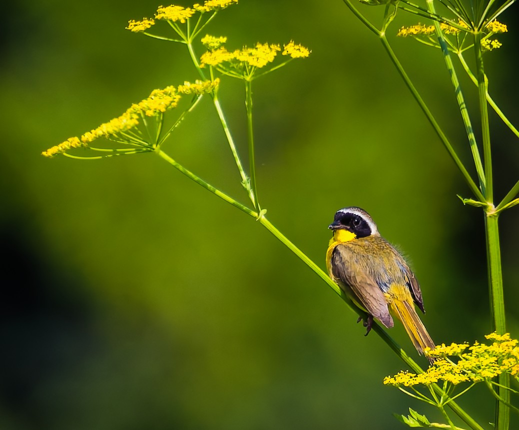 Common Yellowthroat - ML638174201