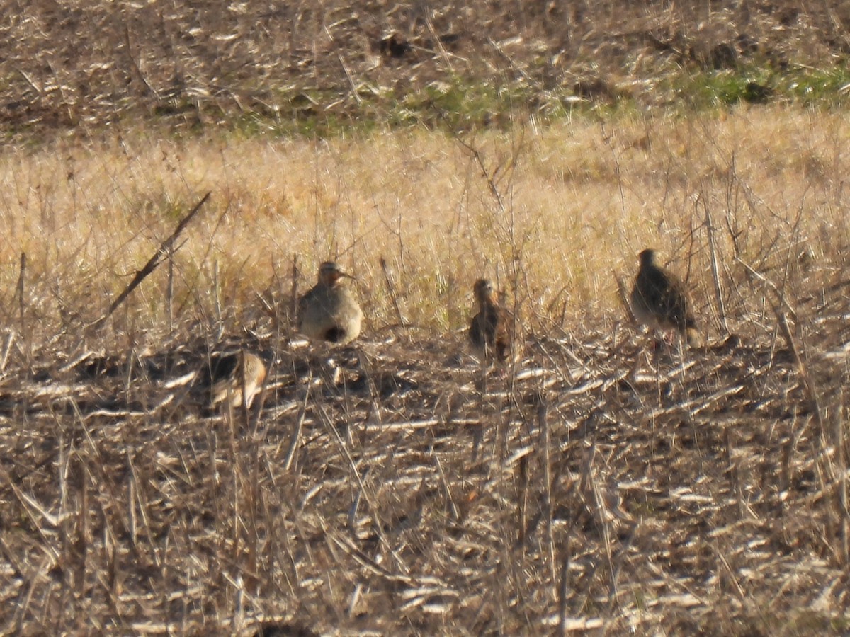 Tawny-throated Dotterel - ML638174203