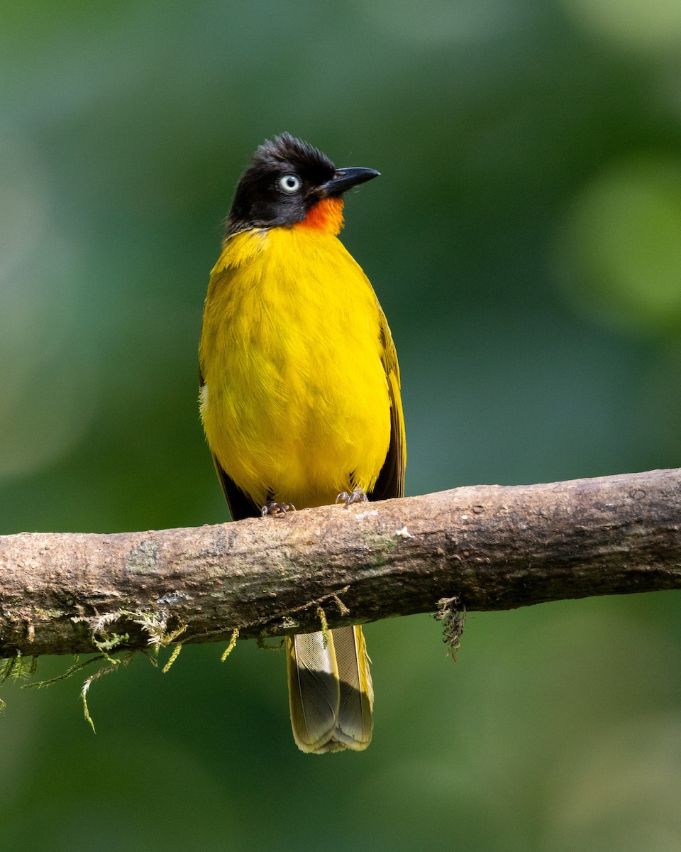 Flame-throated Bulbul - ML638174210