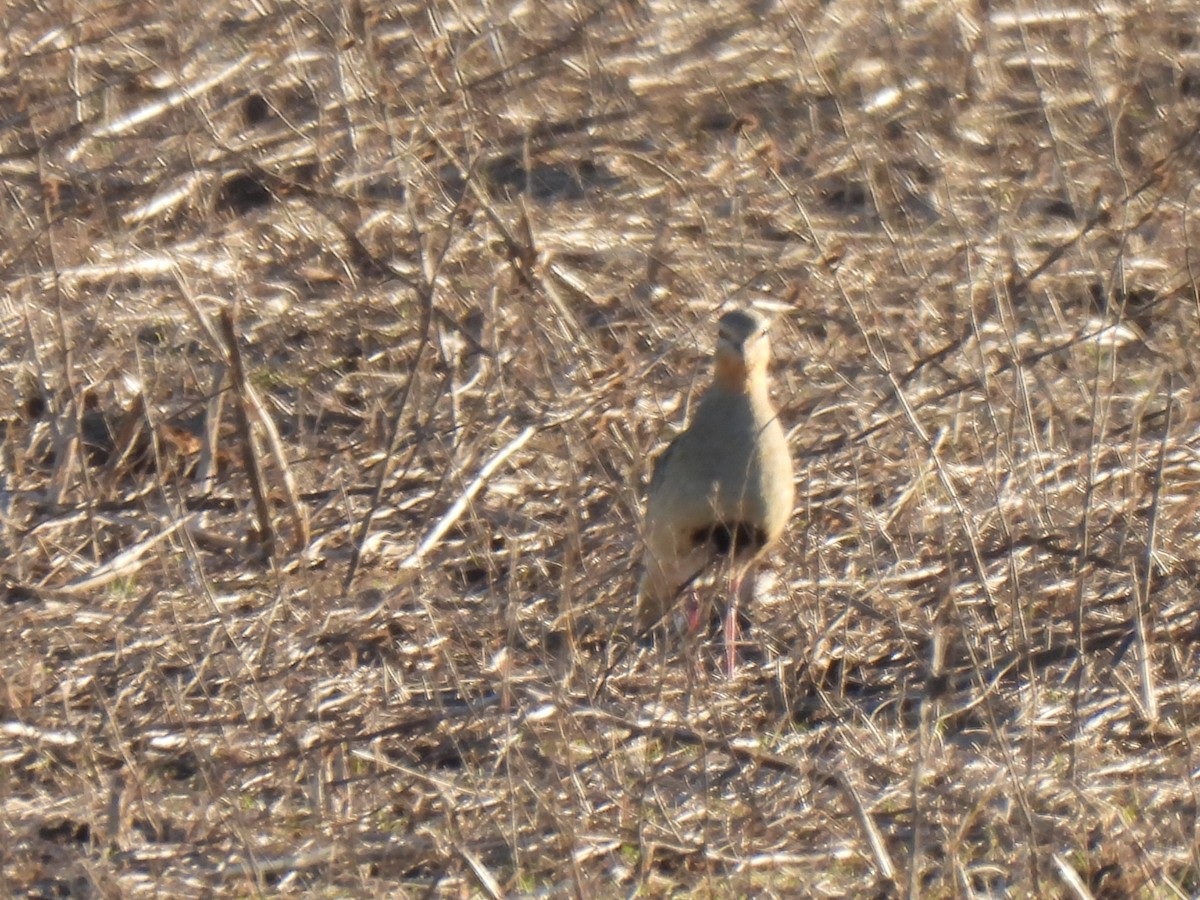 Tawny-throated Dotterel - ML638174214