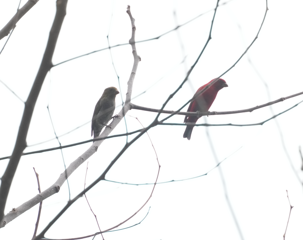 Scarlet Finch - ML638174228