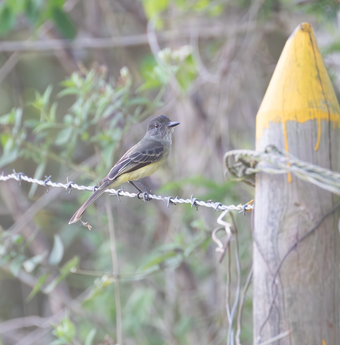 Apical Flycatcher - ML638174229