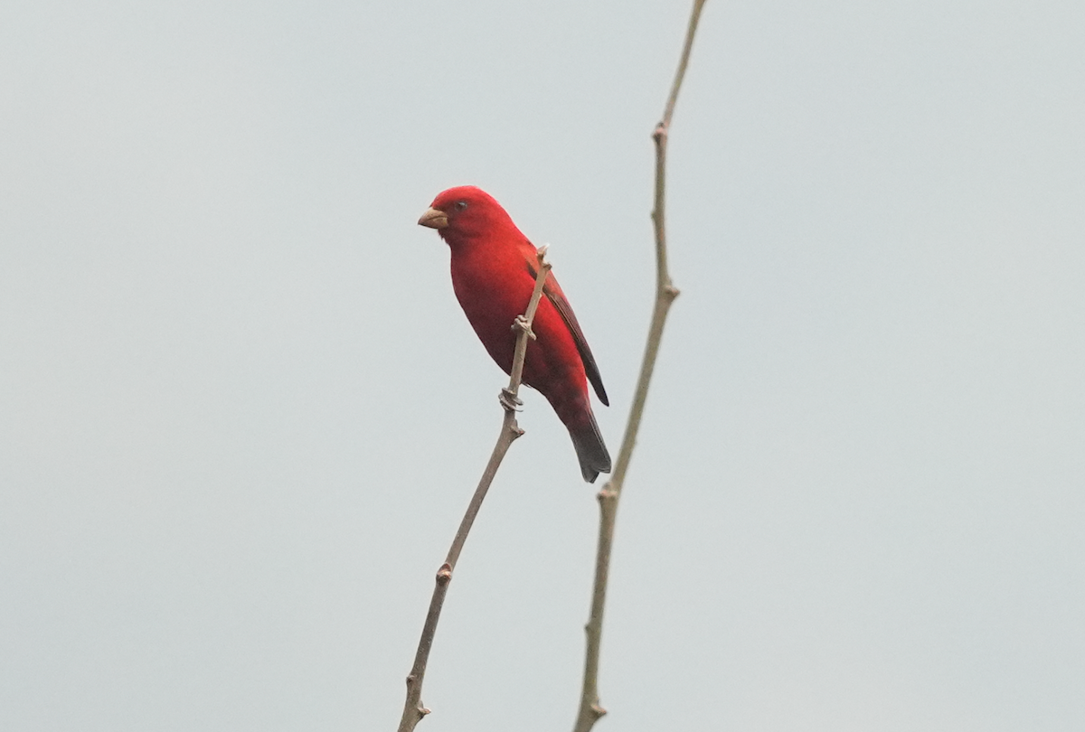 Scarlet Finch - ML638174230