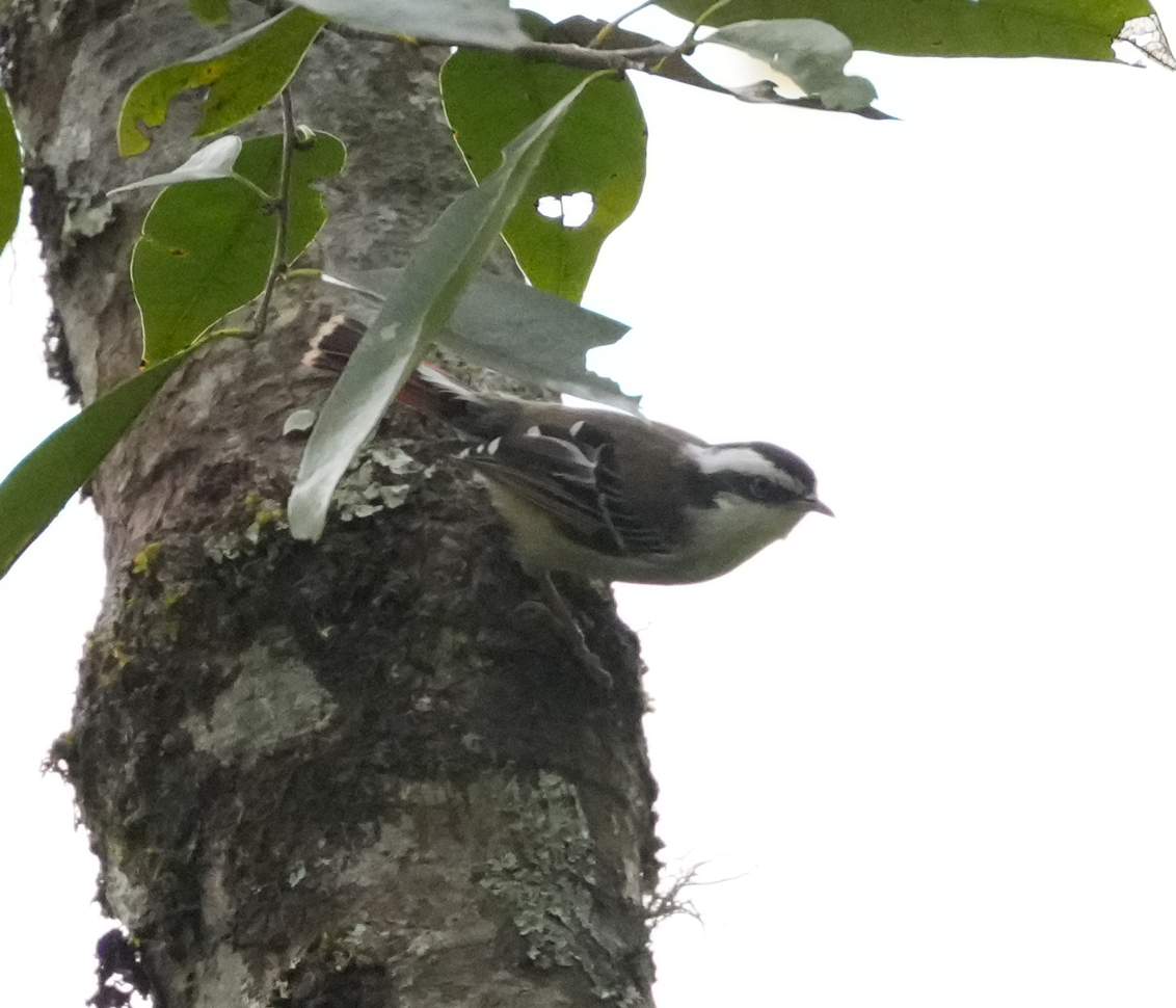 Red-tailed Minla - ML638174242