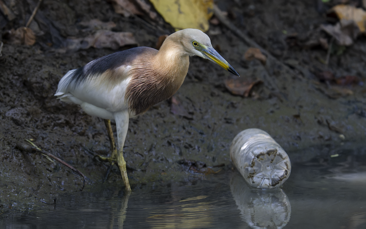 volavka nádherná - ML638174264