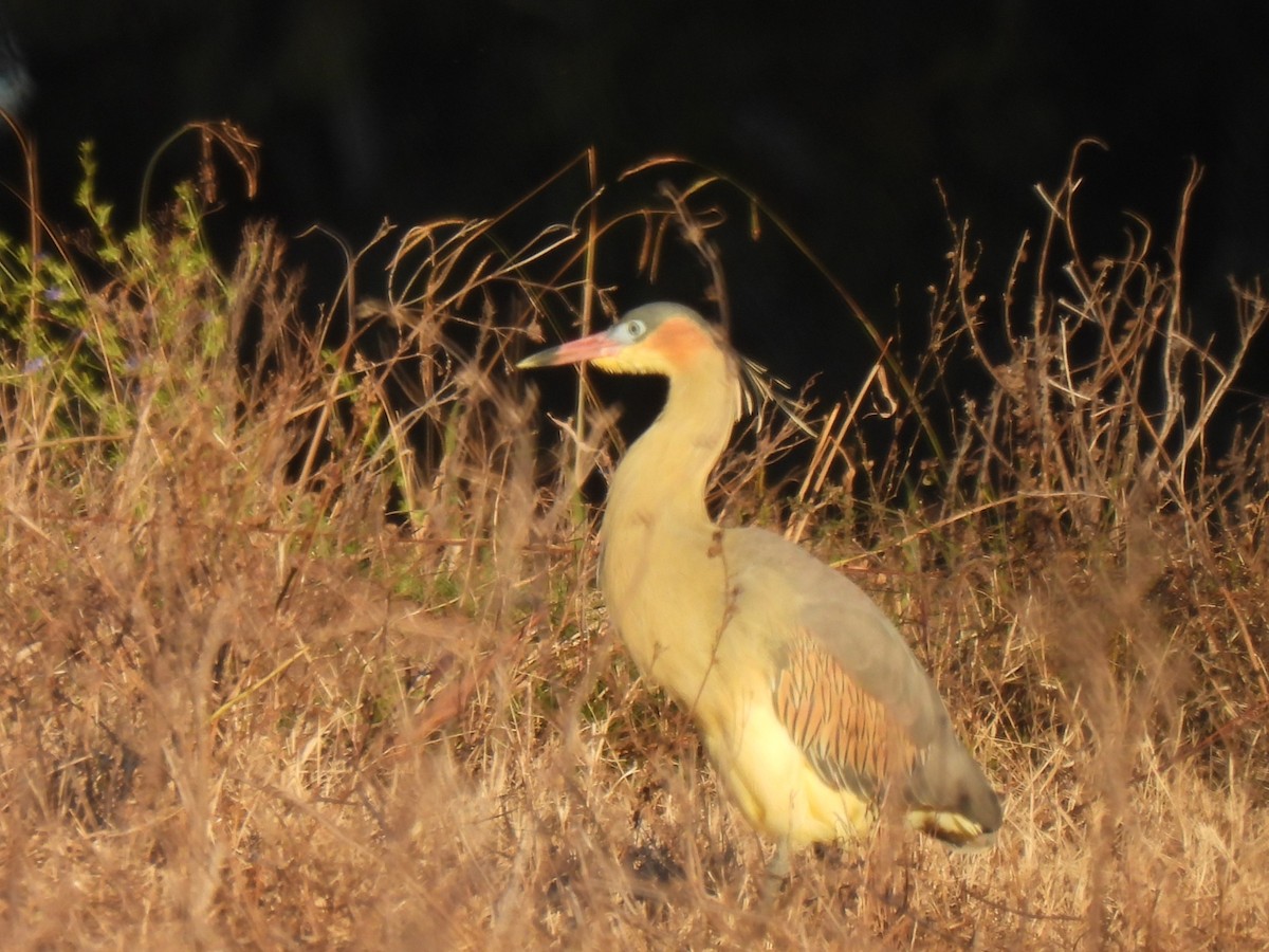 Whistling Heron - ML638174279