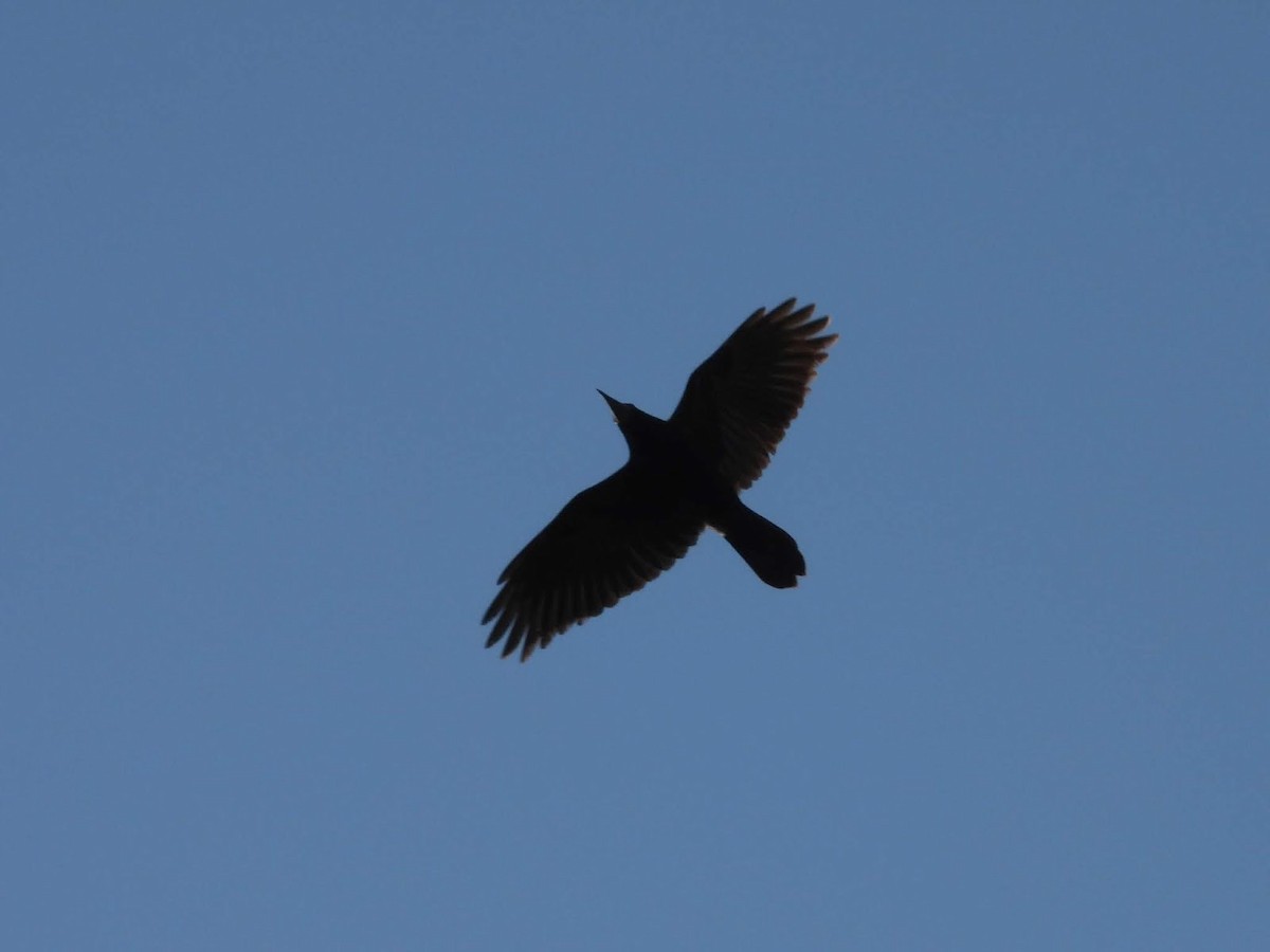 Rook - ML638174308