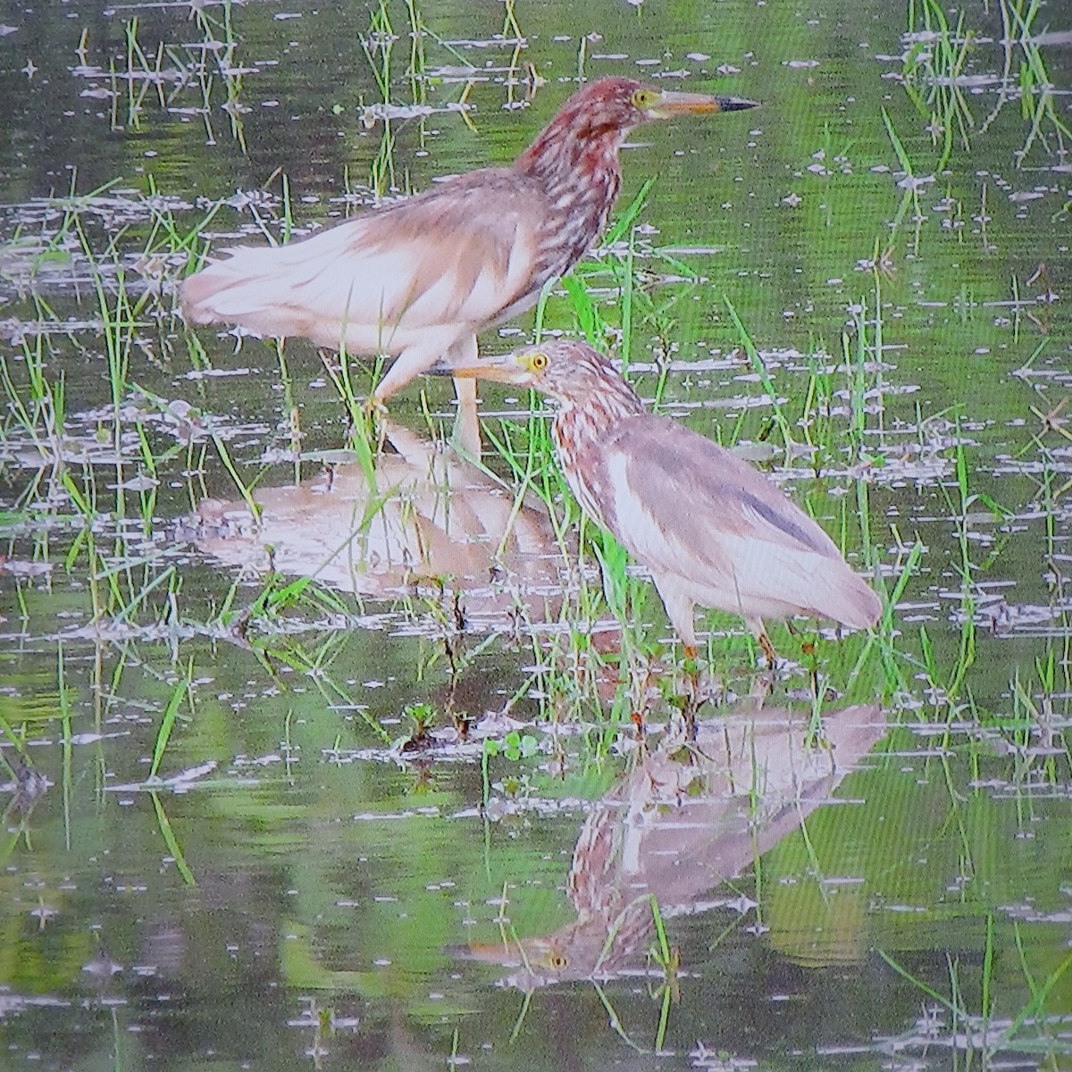 Chinese Pond-Heron - ML638174315