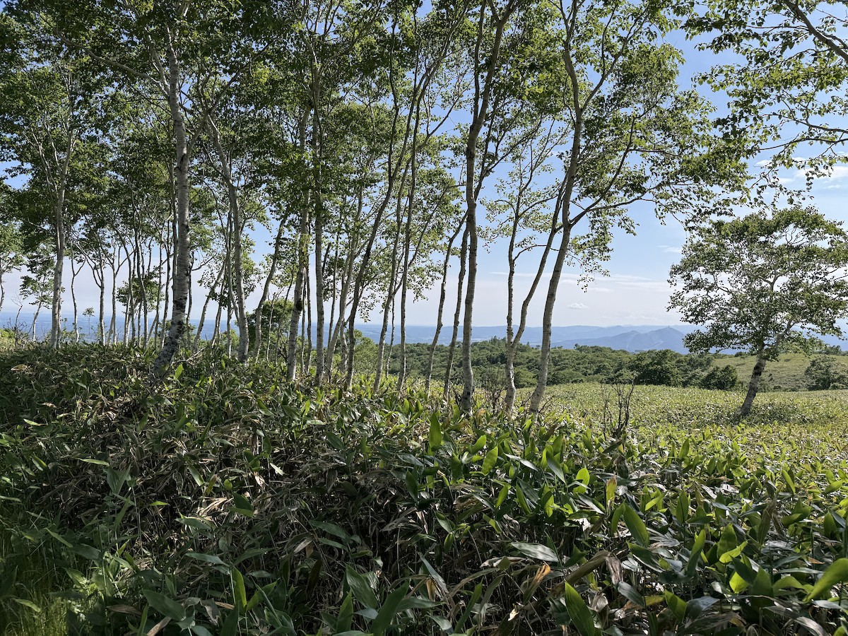 null - ML638174318