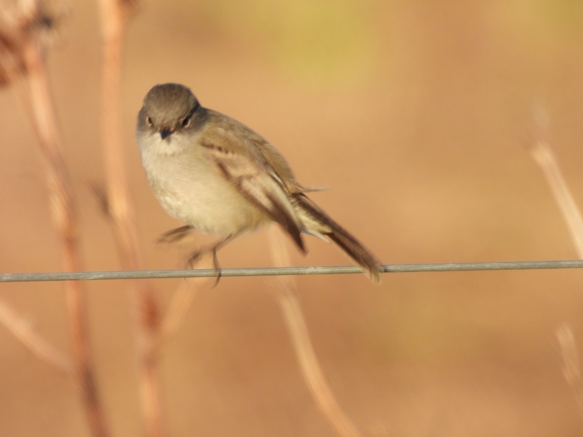 Sooty Tyrannulet - ML638174332