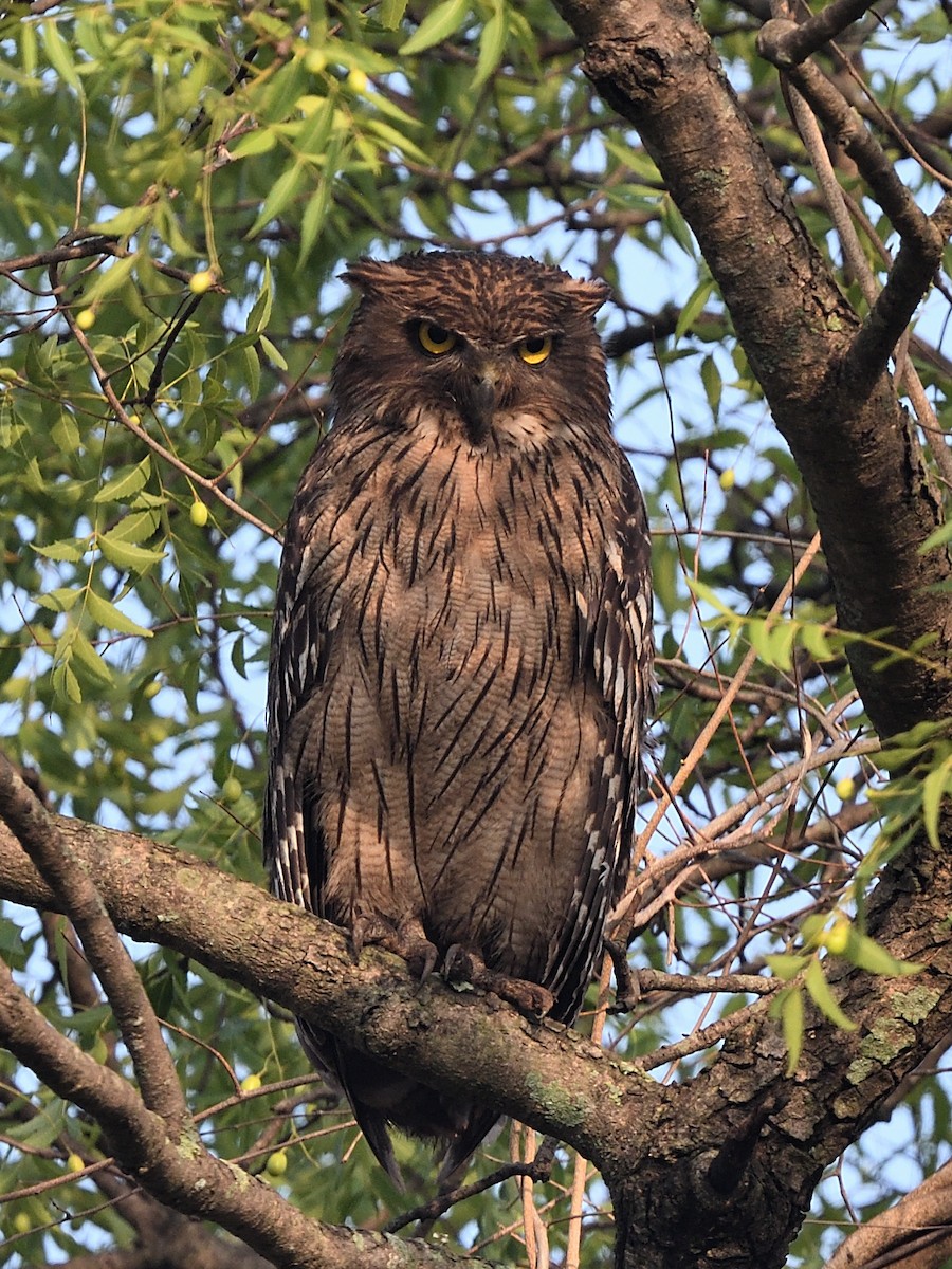 Brown Fish-Owl - ML638174360