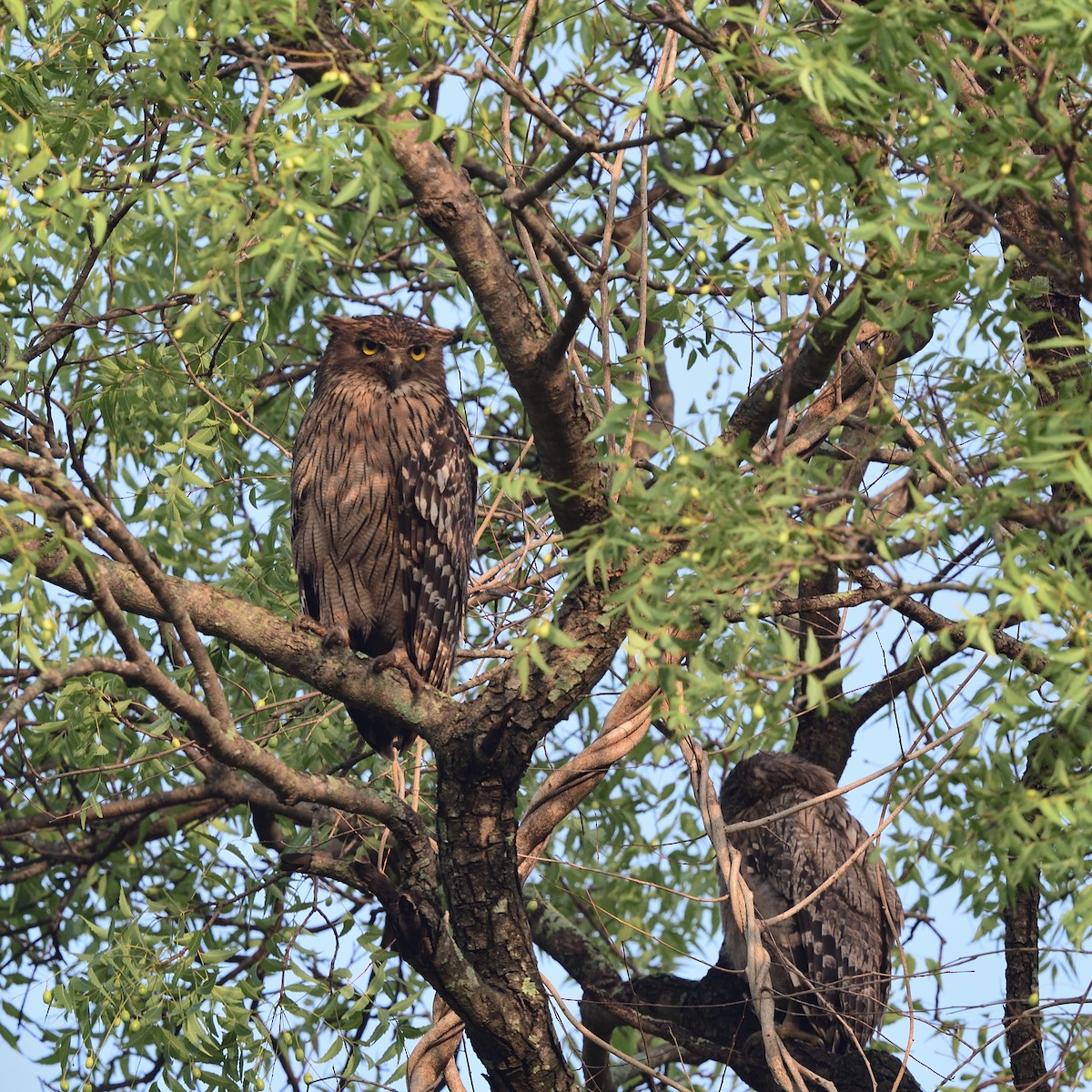 Brown Fish-Owl - ML638174361