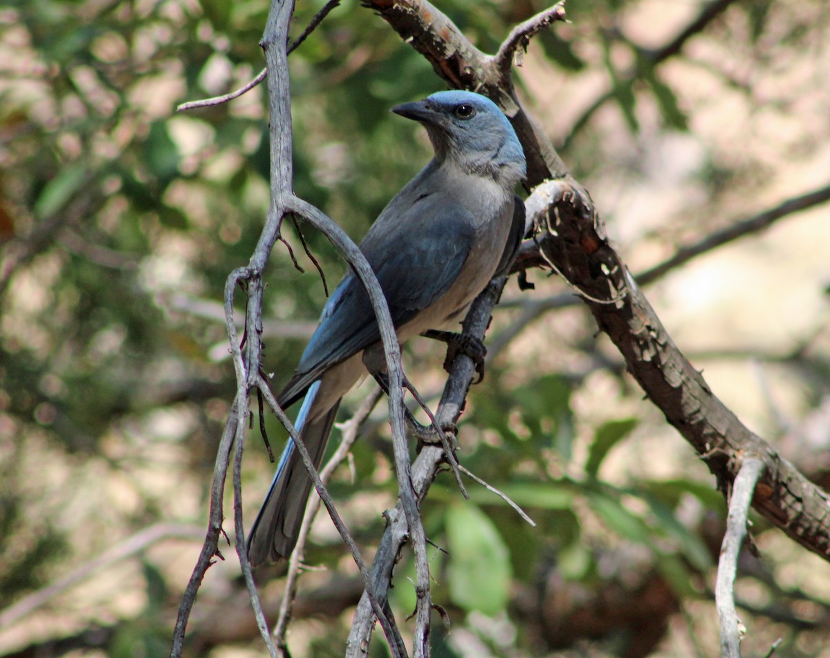 Mexican Jay (Arizona) - ML638174362