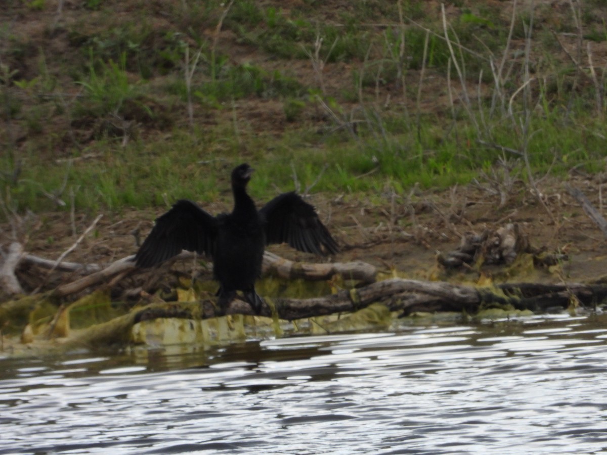 Pygmy Cormorant - ML638174365