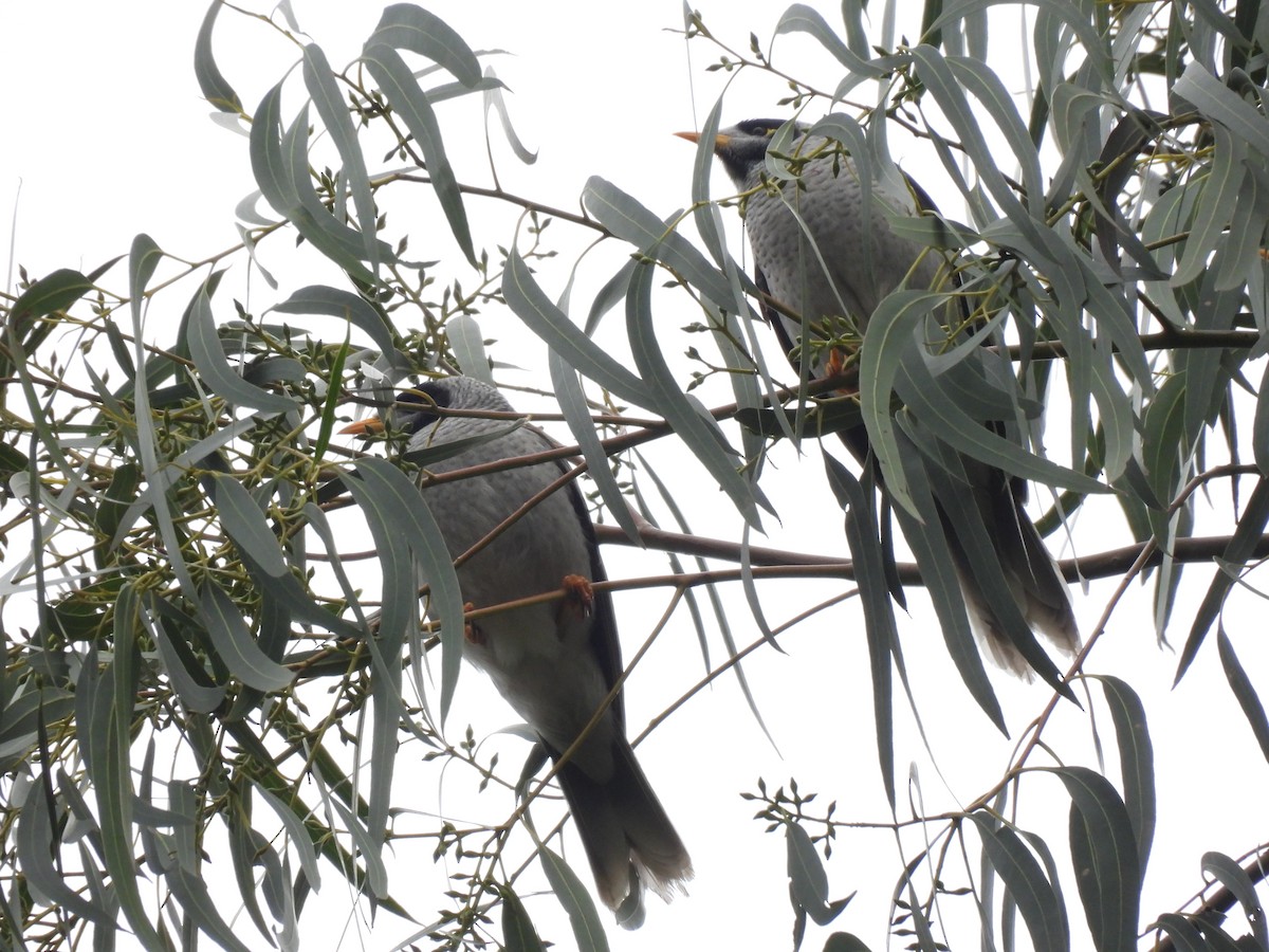 Noisy Miner - ML638174376