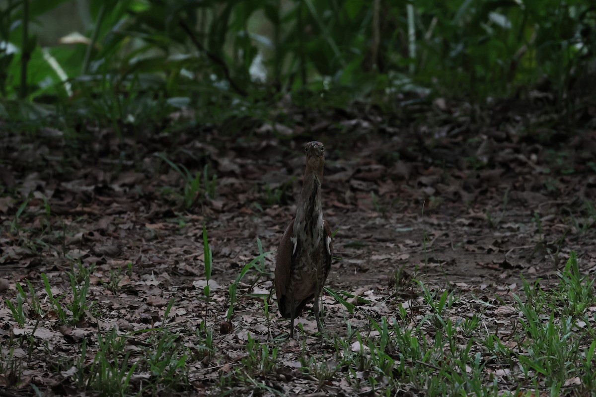 Malayan Night Heron - ML638174397
