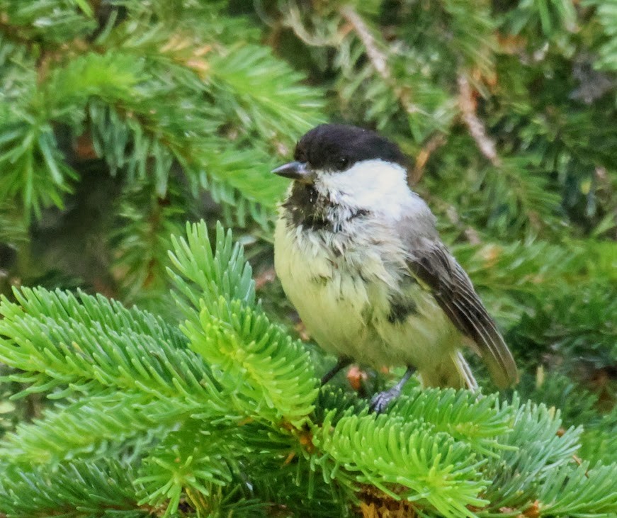Willow Tit - ML638174401