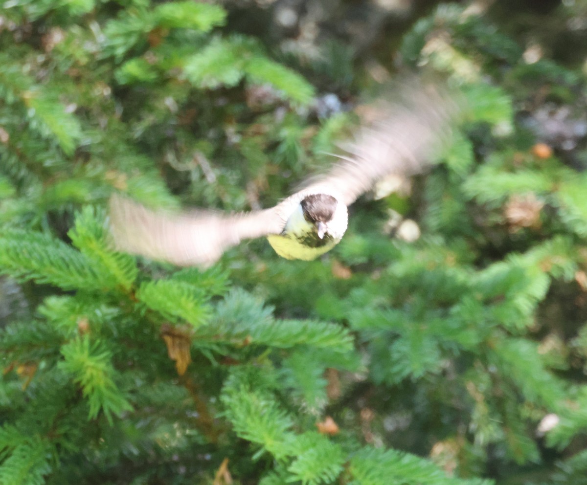 Willow Tit - ML638174402