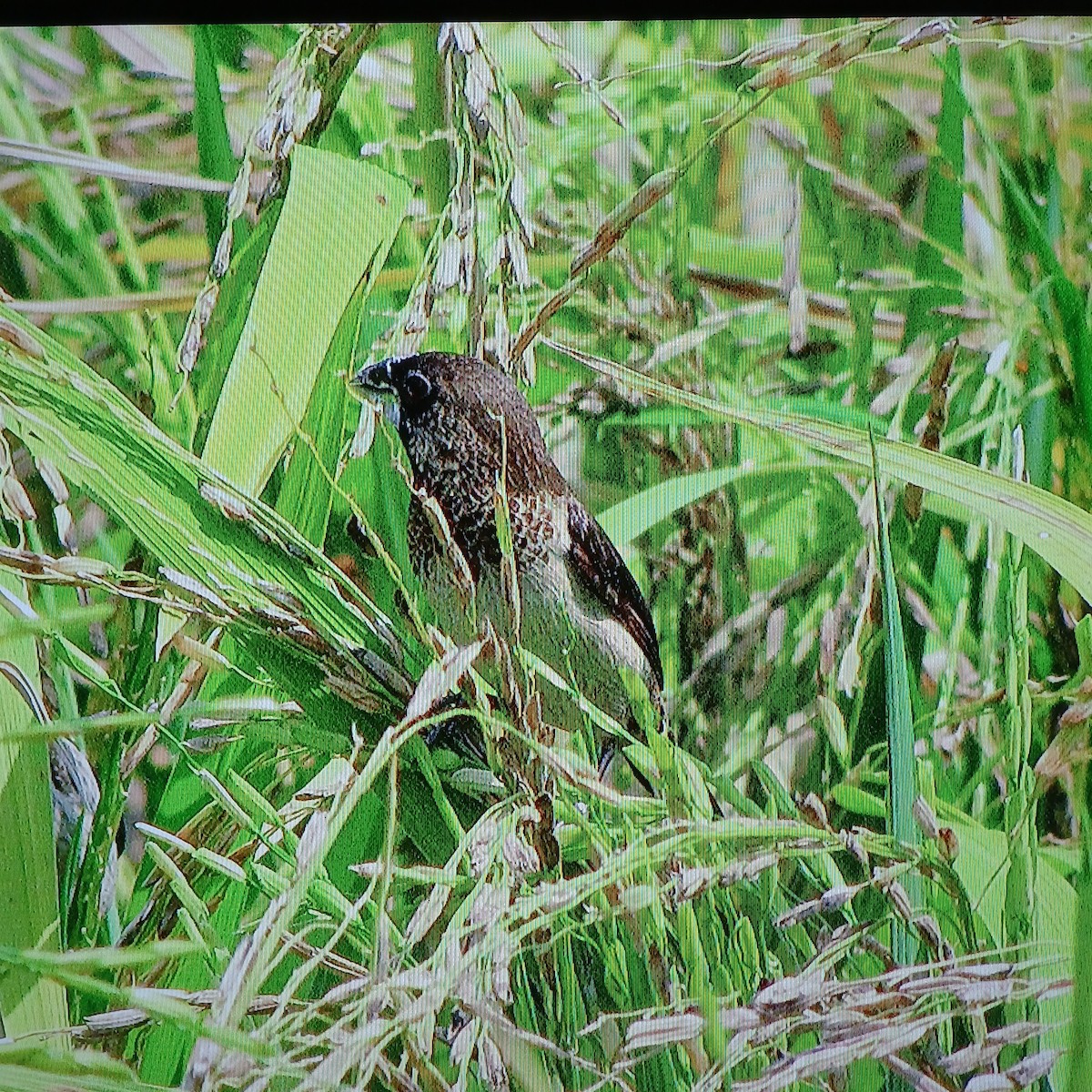 White-rumped Munia - ML638174421