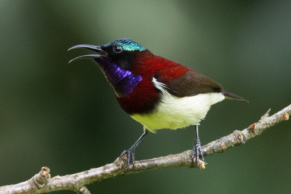 Däumlingsnektarvogel - ML638174425