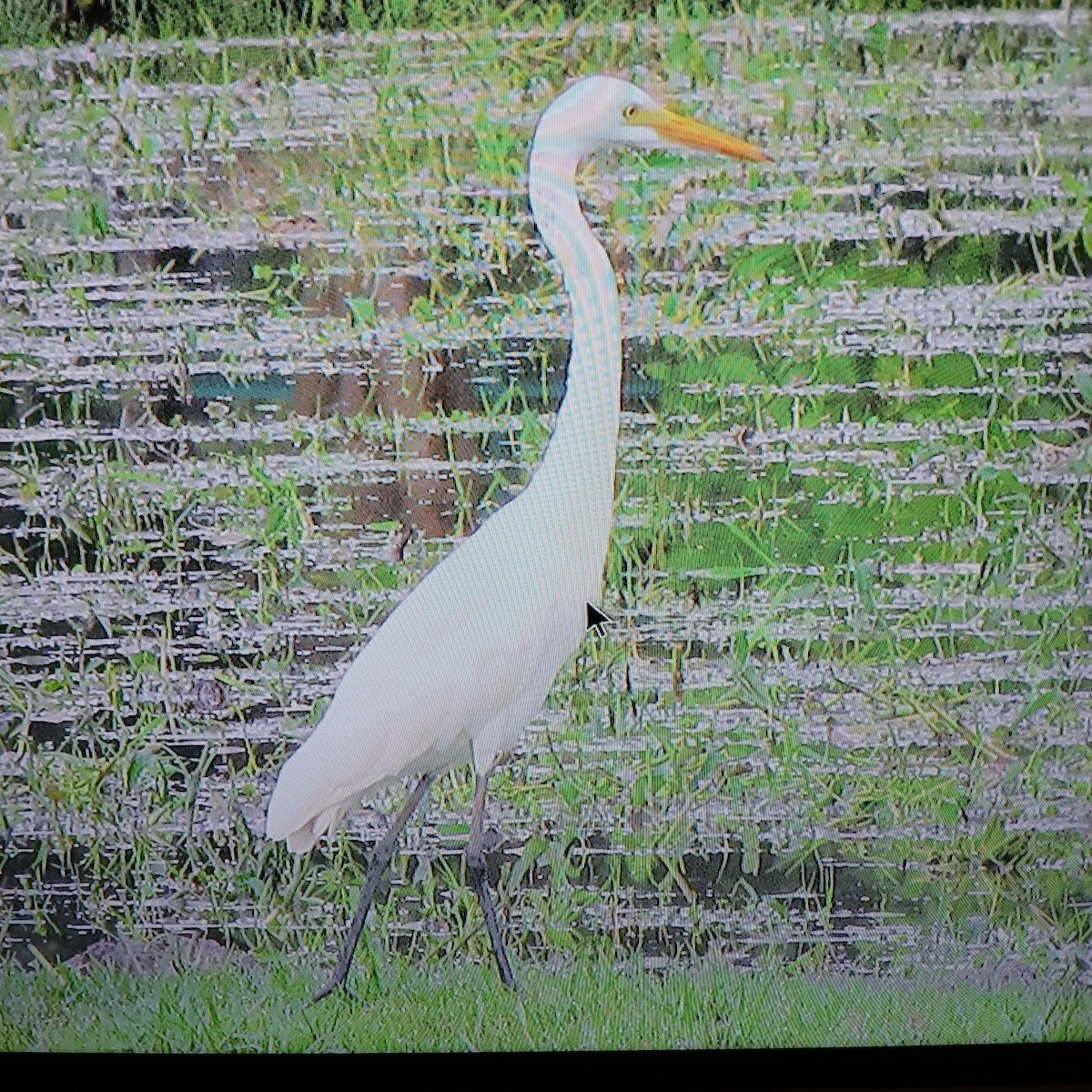 Great Egret - ML638174452