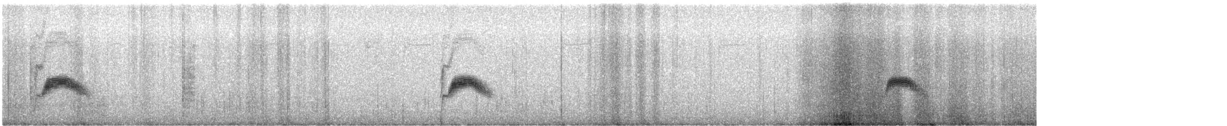 Bicknell's Thrush - ML638174461