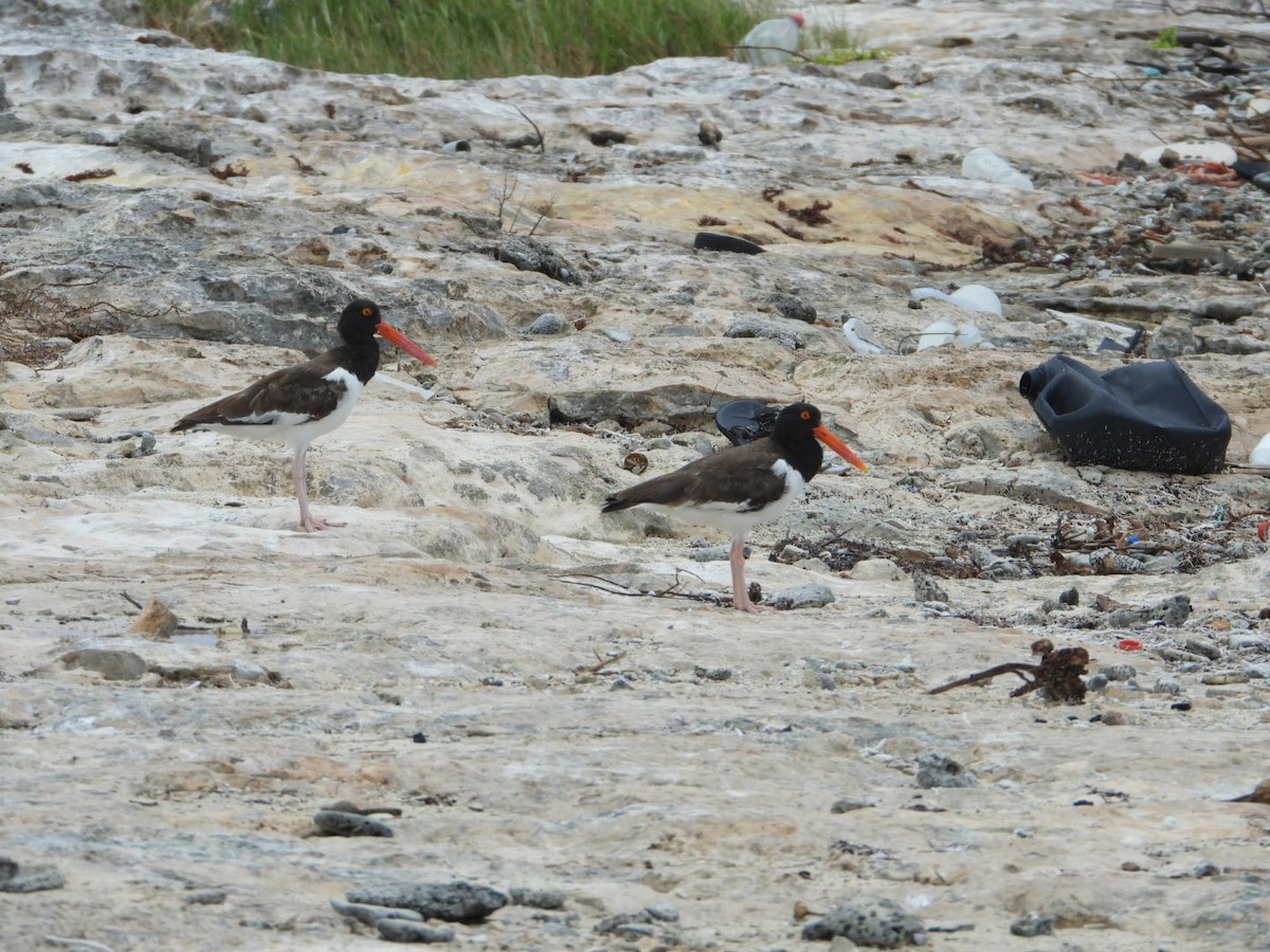 American Oystercatcher - ML638174484