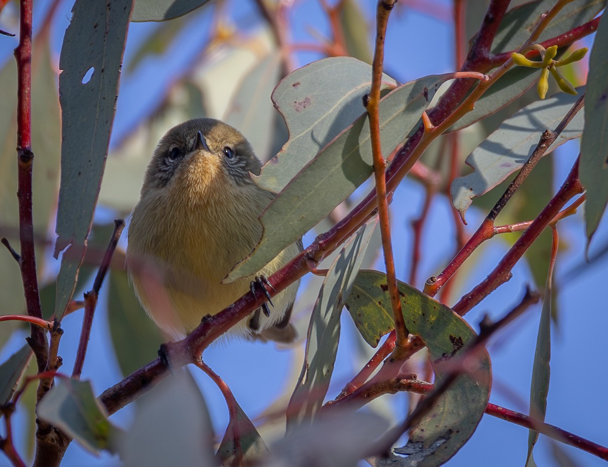 Yellow Thornbill - ML638174493