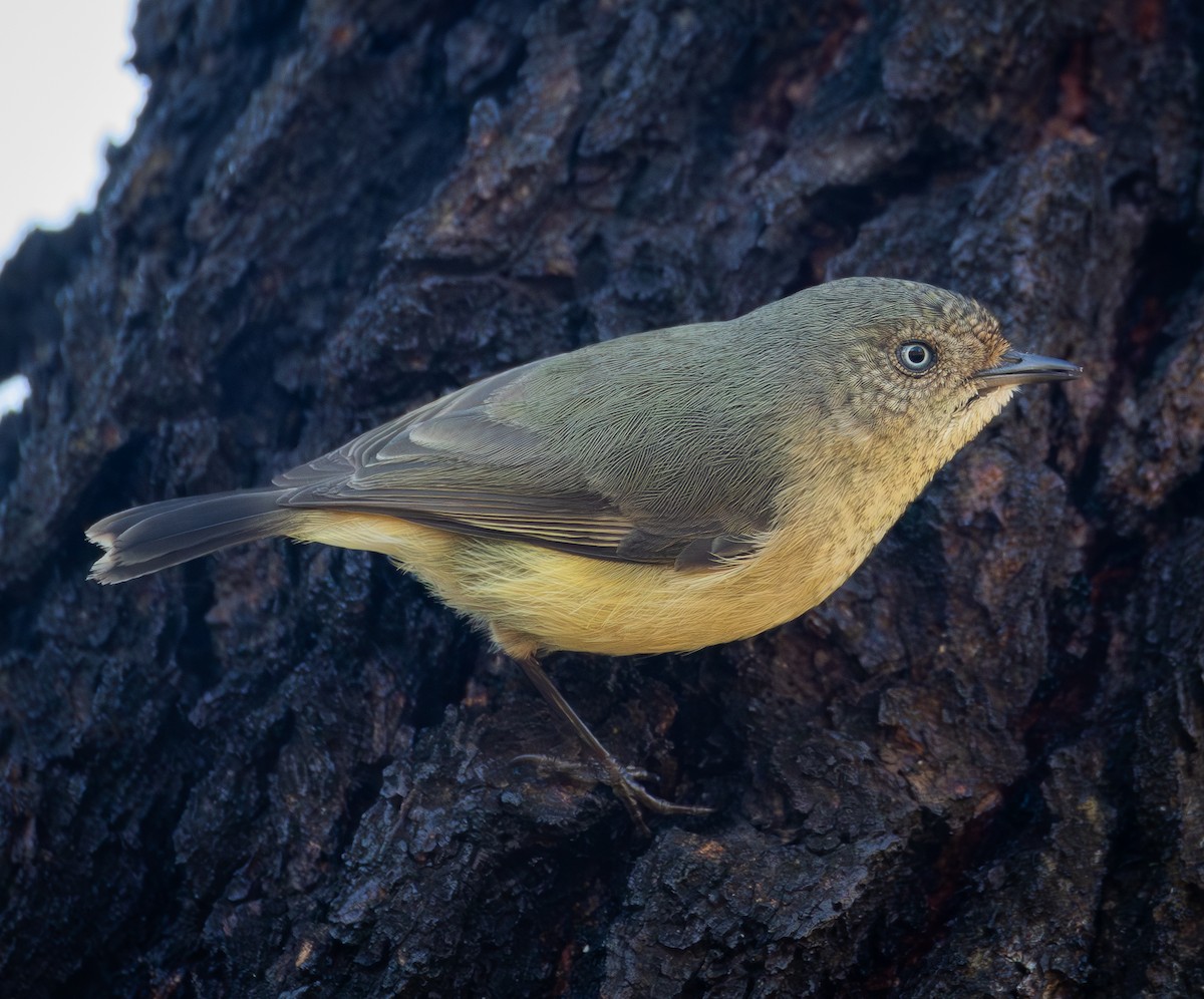 Buff-rumped Thornbill - ML638174494