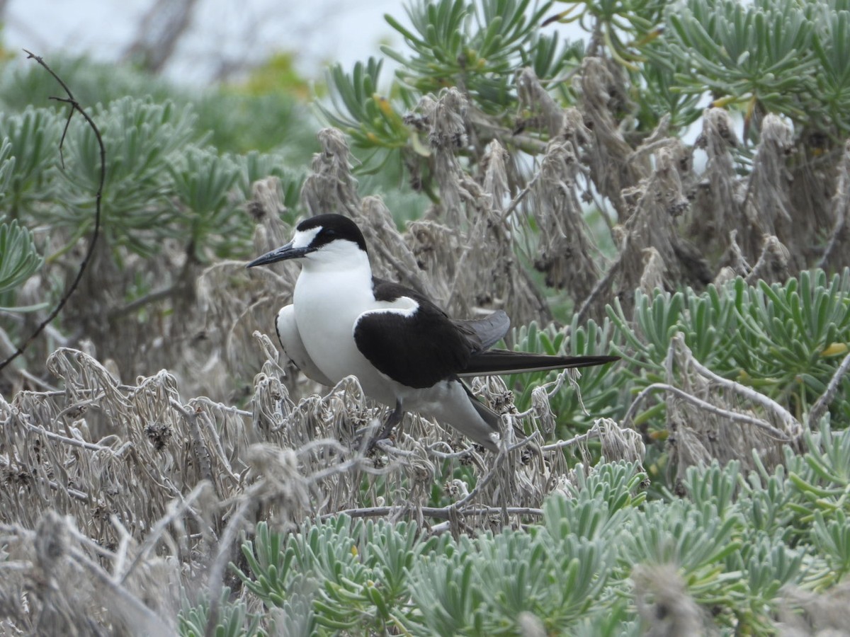 Sooty Tern - ML638174502