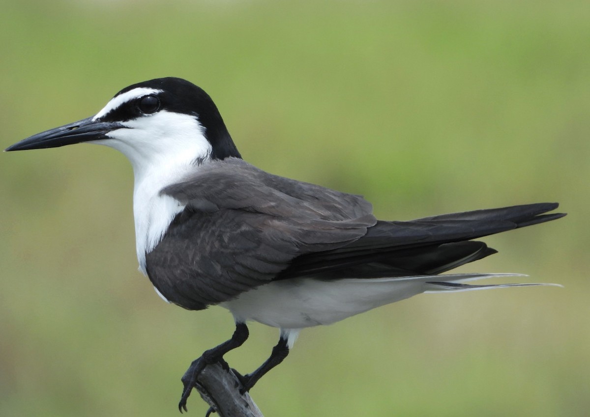 Bridled Tern - ML638174517