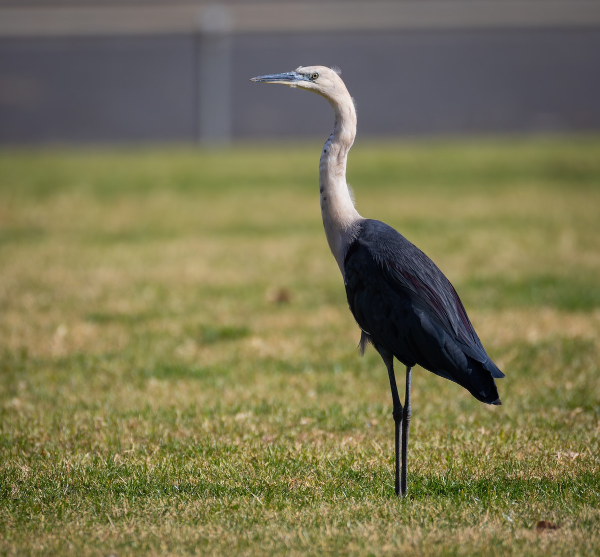 Pacific Heron - ML638174519