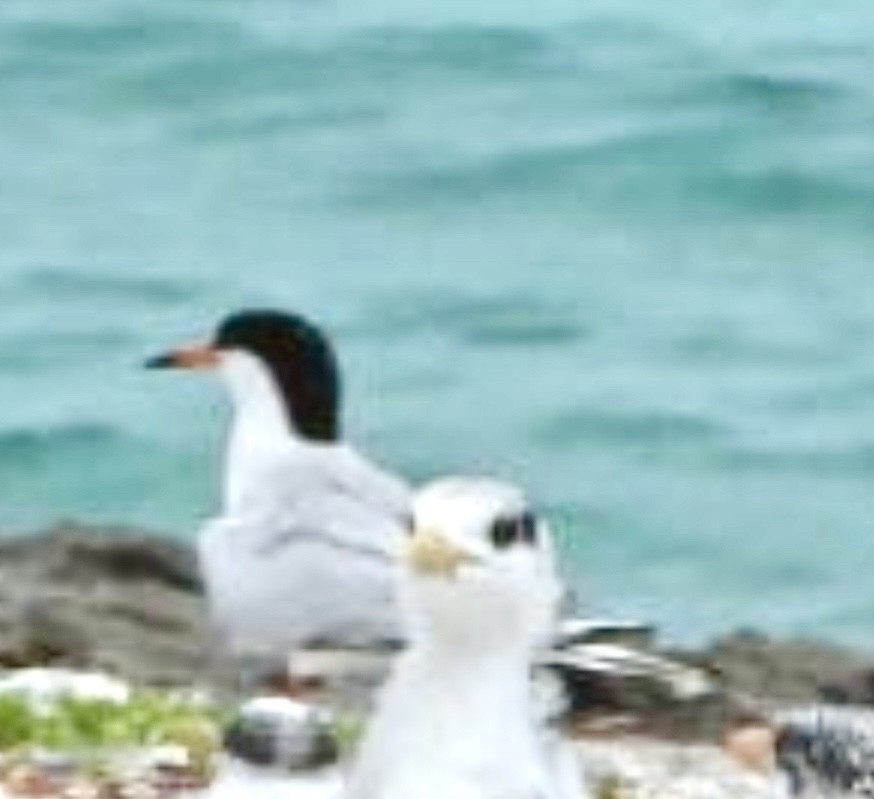 Roseate Tern - ML638174527