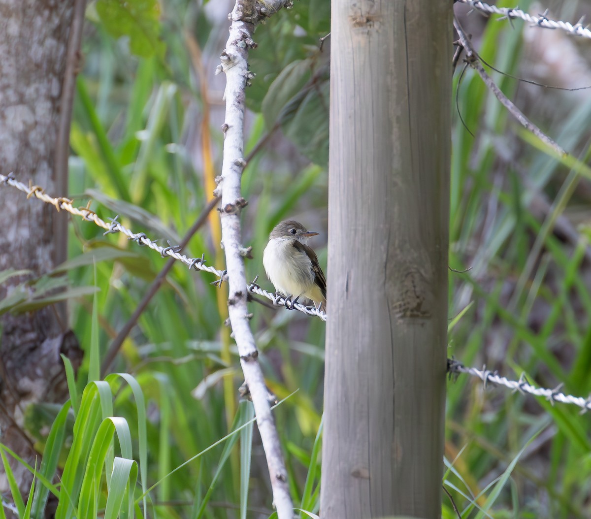 Empidonax sp. - ML638174556