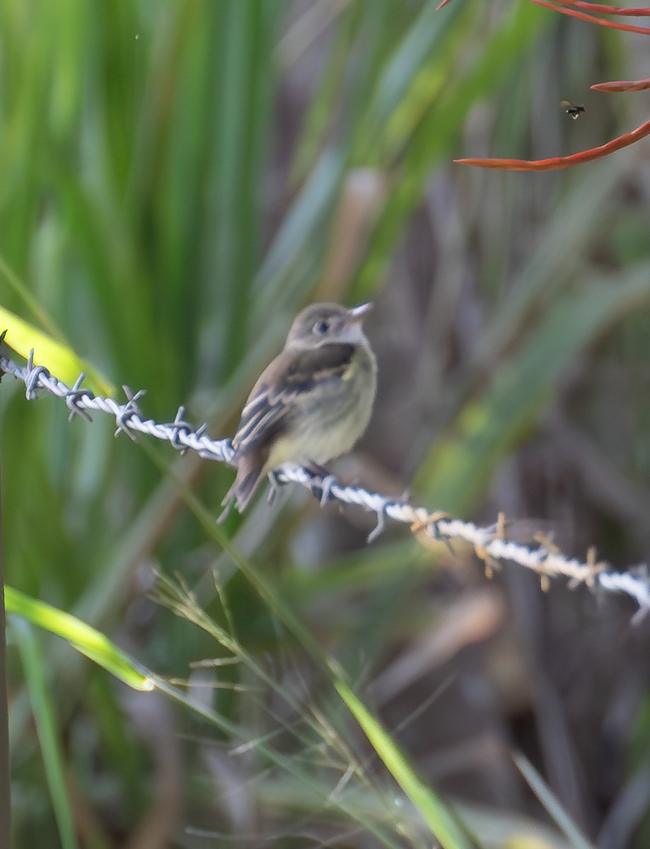 Empidonax sp. - ML638174557