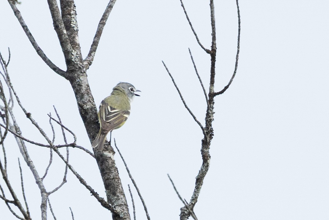 Graukopfvireo - ML638174560
