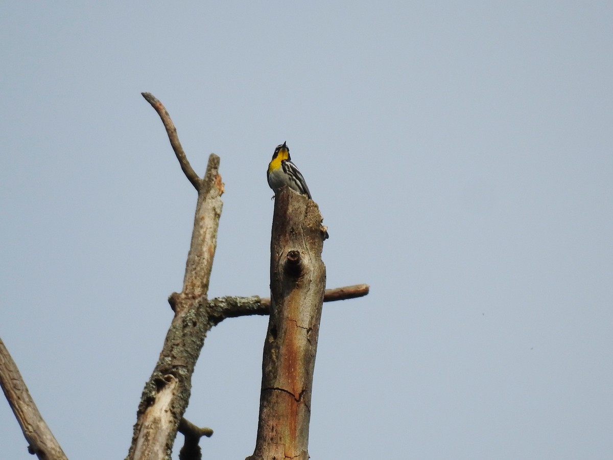 Yellow-throated Warbler - ML638174575