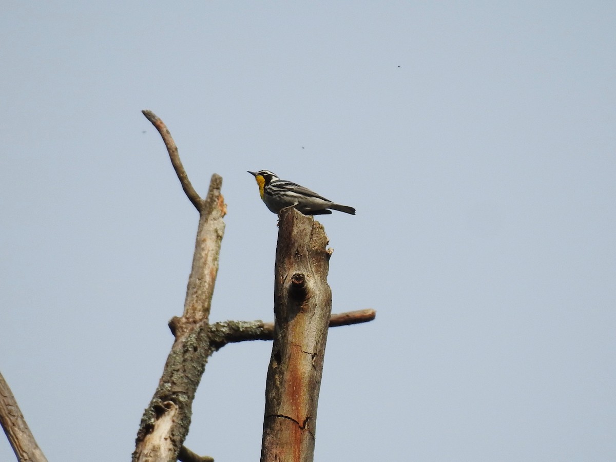 Yellow-throated Warbler - ML638174576