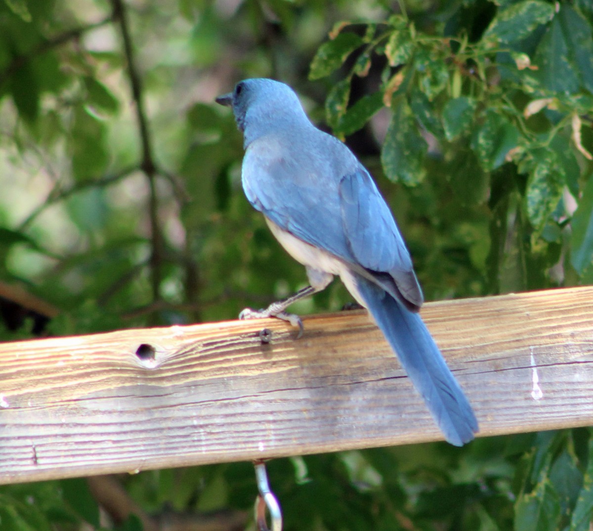 Mexican Jay (Arizona) - ML638174577