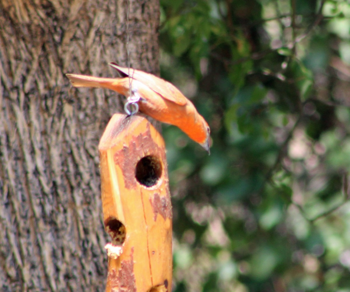 Hepatic Tanager (Northern) - ML638174579