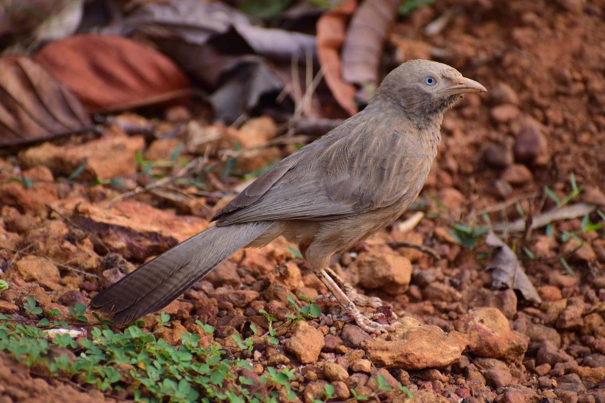 Yellow-billed Babbler - ML638174608