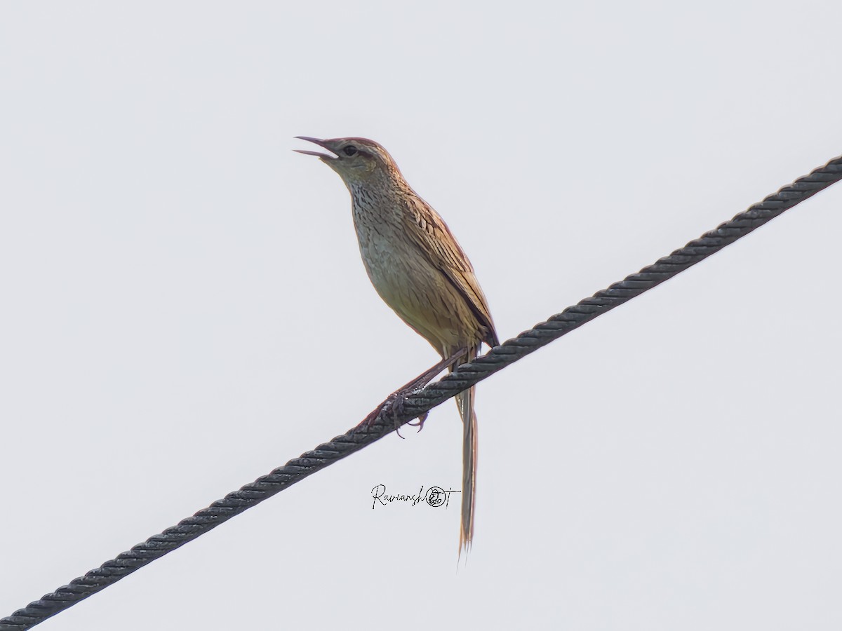 Striated Grassbird - ML638174646