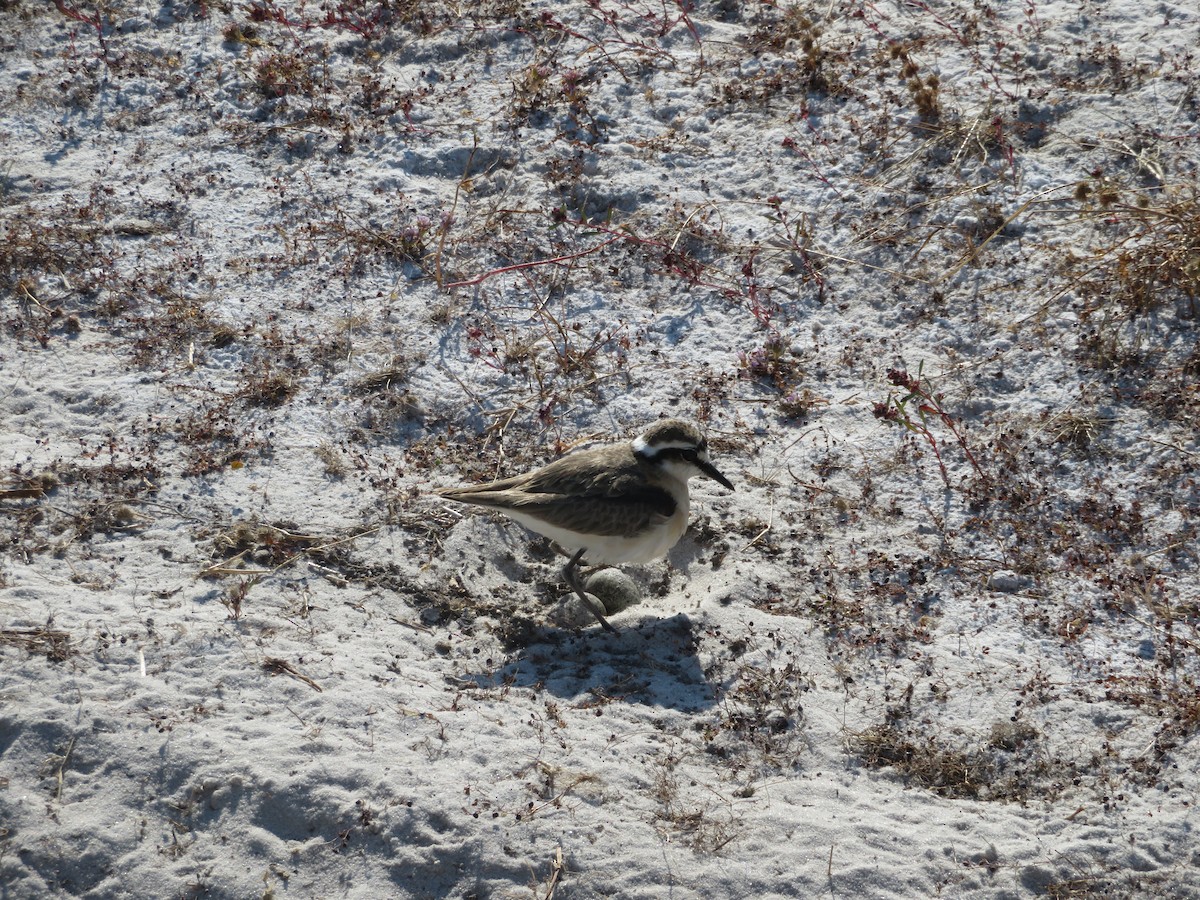 Kittlitz's Plover - ML638174662