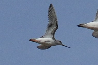 Terek Sandpiper - ML638174665